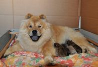 Molly med sina nyfödda småttingar.