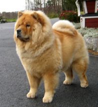Jenis 1 år gammal.