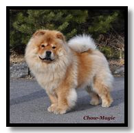 Mor: FI Uch & SE Uch Chow-Magic KeyTo Kisses "Molly" HD: B / B AD: 2 / 2