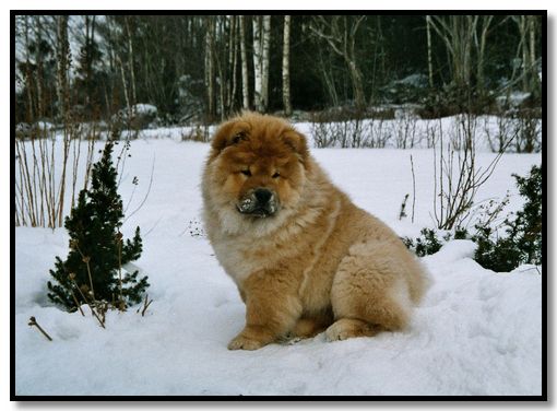 Honey ute i snön, nästan fyra månader gammal.