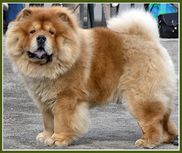 Fin Uch Kringelmyras Chyn-Chow HD: A/A AD: 1/1 finns på kennel Flameborough, hos Minna Saivo.