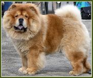 Fin Uch  Kringelmyras Chyn-Chow HD: A/A  AD: 1/1 finns på kennel Flameborough, hos Minna Saivo.